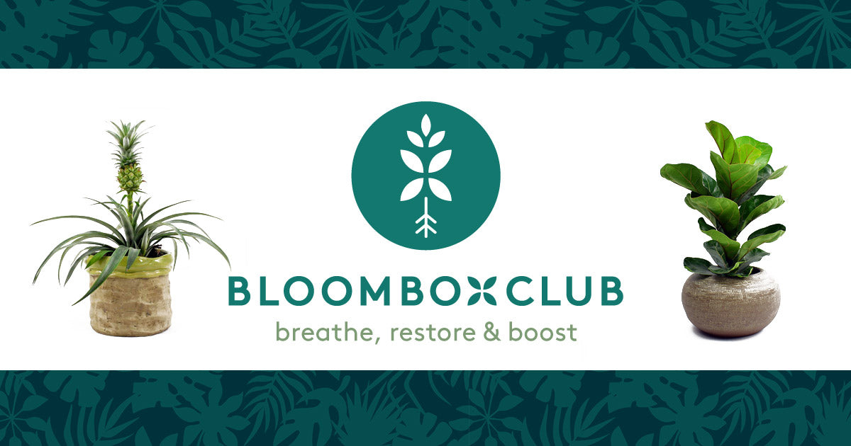 Bloombox Club Deliver Indoor Plants Plant Subscriptions To The Uk