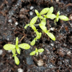 Chamomile Seedlings