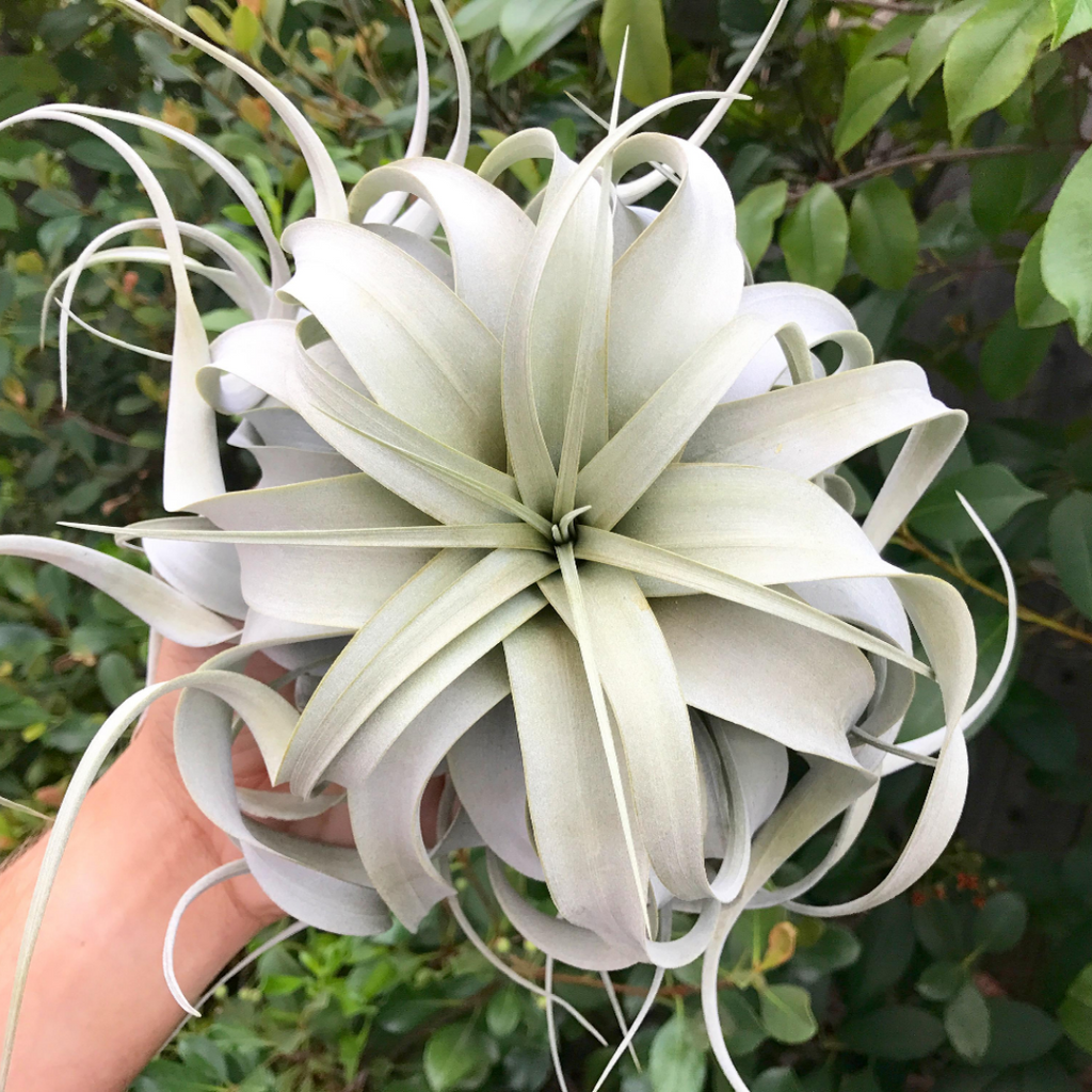 Xerographica Thick Leaf Form "Queen of the Air Plants" 