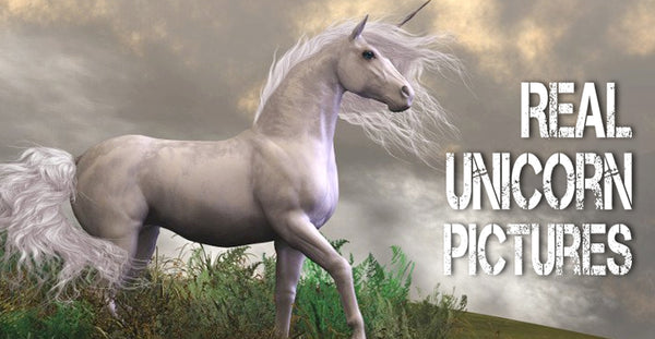 Tures Of Unicorns : How To Attract And Retain The Unicorn Candidate