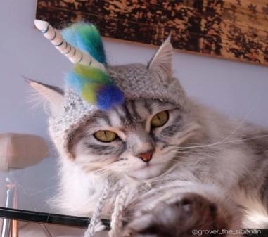 Collection Of Unicorn Hat For Cats And Diy Instructions