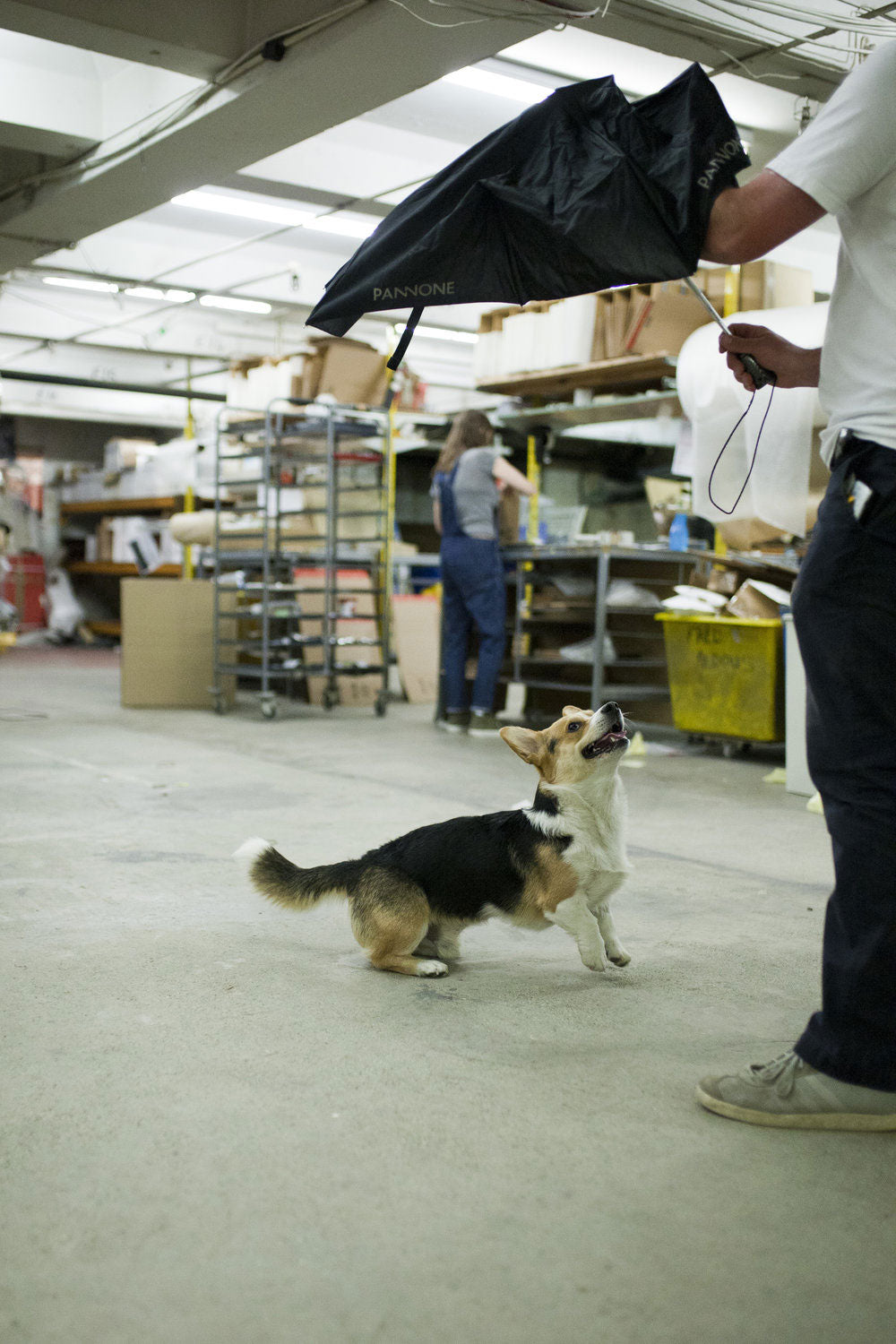 Morus chasing an umbrella