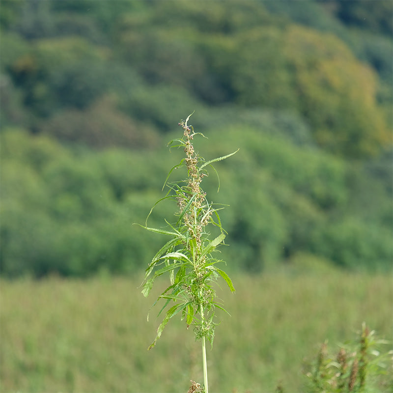 Hemp plant