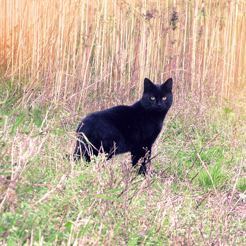 Cat in our field