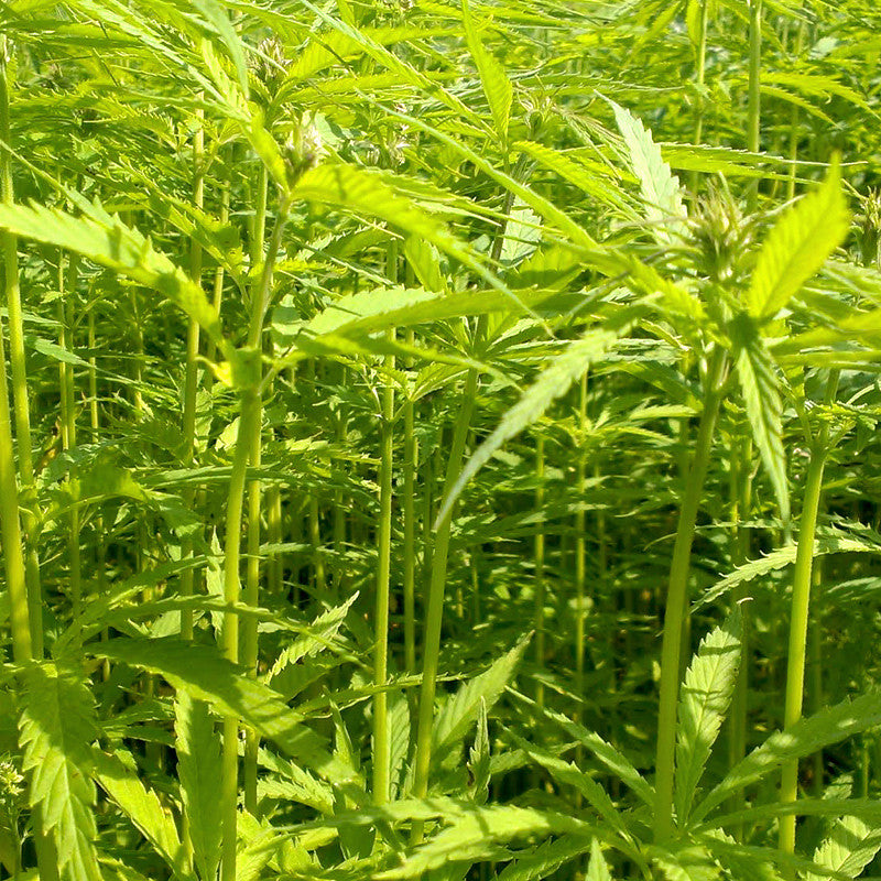 Close up of our hemp plants