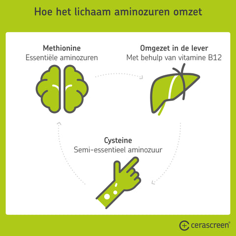 Hoe het lichaam aminozuren omzet