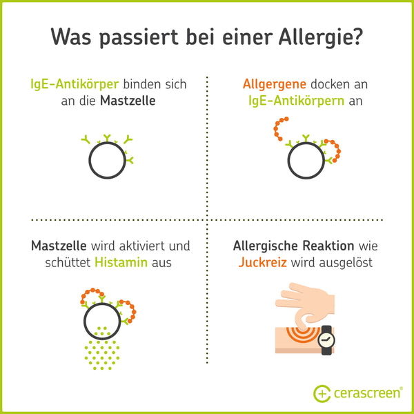 Was passiert bei einer Allergie im Körper?