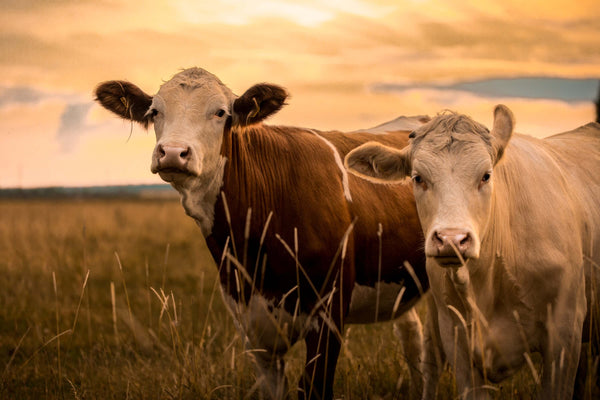 Cows can produce their own vitamin B12