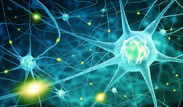 Neuroner - Vitamin B12 skyddar nerverna