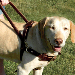 Leather Straight Front Guide Harness 