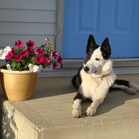 dog on sunny porch