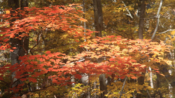 red maple tree