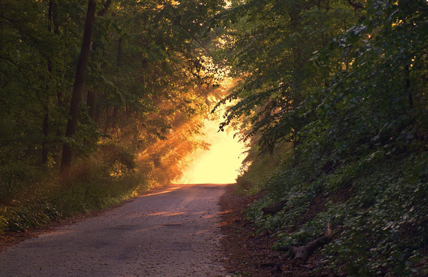 Light Between trees