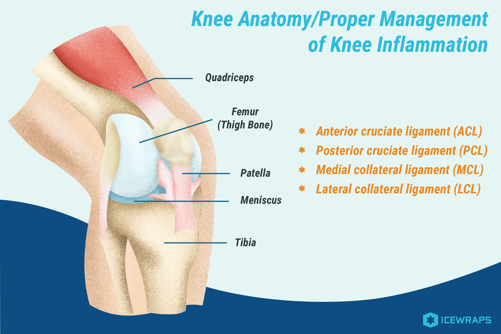 Anatomy of the knee