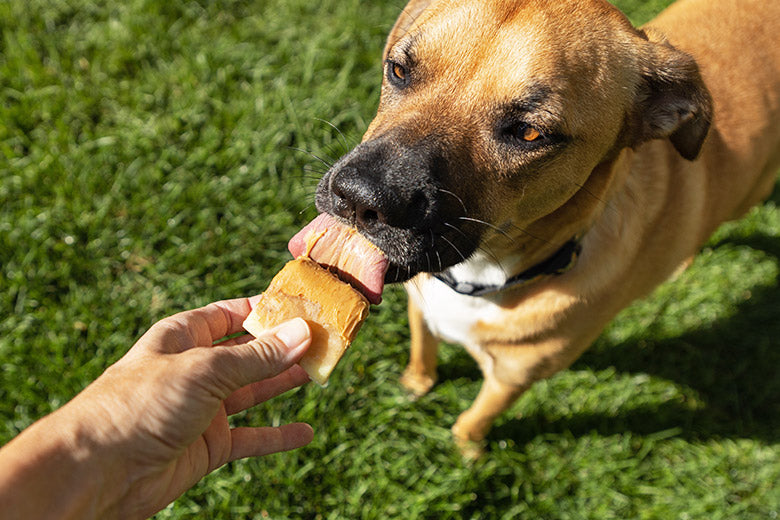 Pupsicles: Cool Dog Treat Recipes - Make Your Summer Fun!