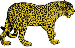 Leopard Design