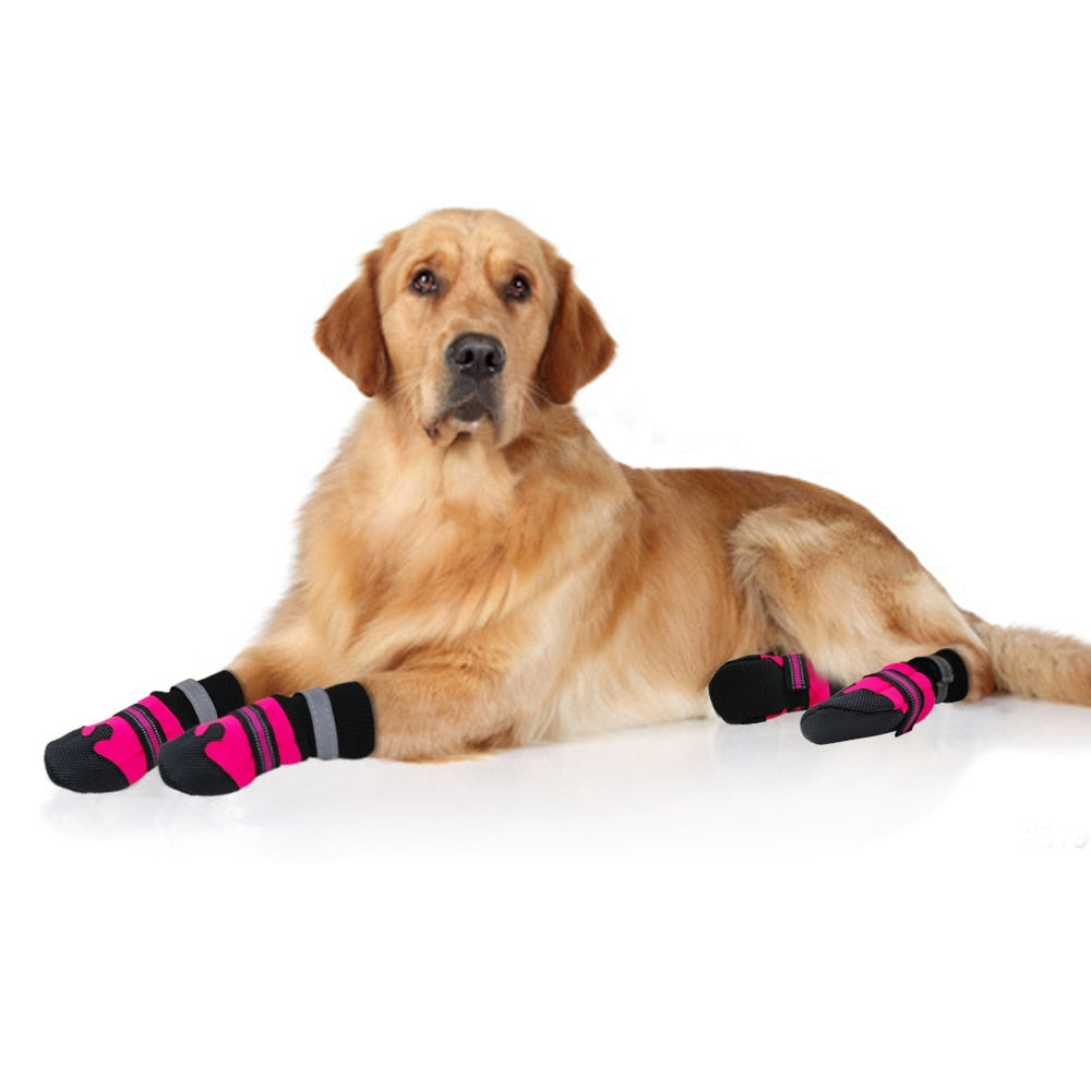 boots to protect dogs paws