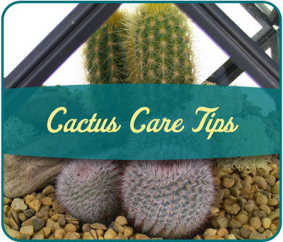 Hoe to Care for Cactus Plants