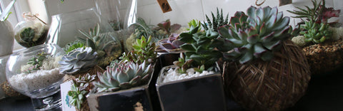 The Art of Succulents terrariums and planters
