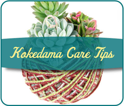 How to Care for Kokedama