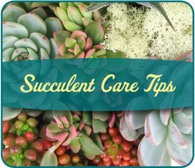 Succulent Plant Care Tips