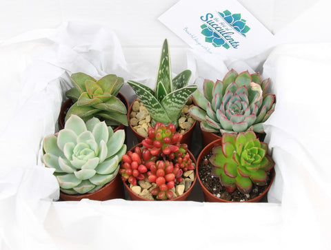 Succulent Plant Selection boxes in the UK