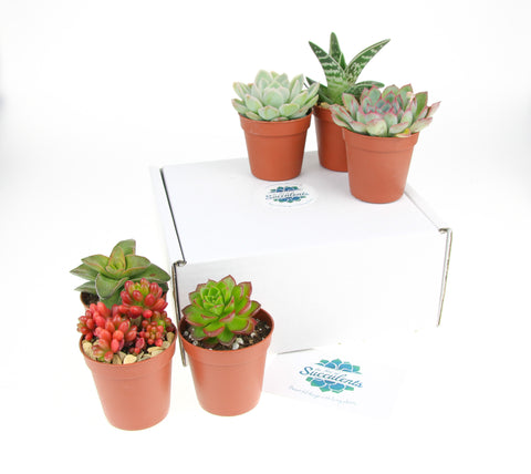 Succulent plants to buy online