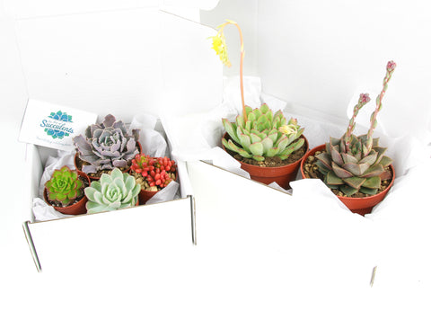 Where to buy succulent plants online