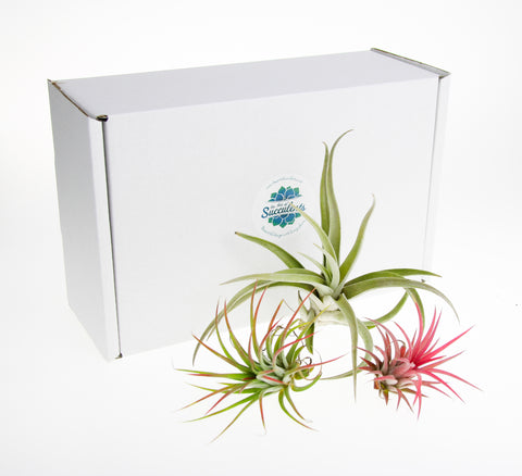 Air plant gift boxed in the UK