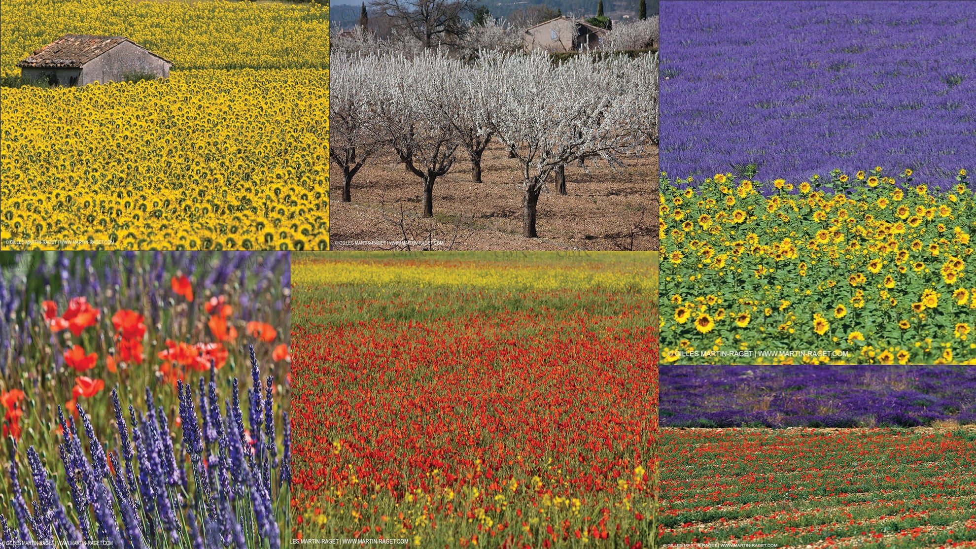 Flower fields composite