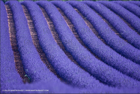 Purple field of Flowers