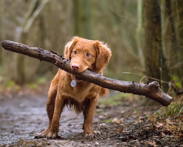 pet dog gps tracker