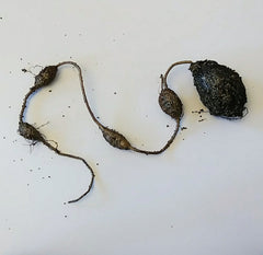 Apios americana, ground nut rhizomes, tubers