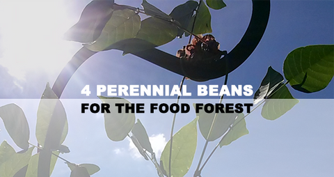 4 Perennial Beans for the Food Forest