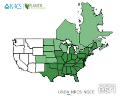 Apios americana, American groundnut USDA Range and Hardiness zone