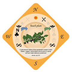 Beach plum playing card - Food Forest Card Game