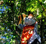 Karl picking Asian pears