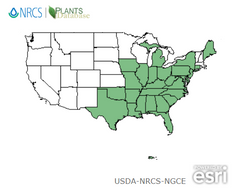 Wild Kidney Bean USDA hardiness zone and range