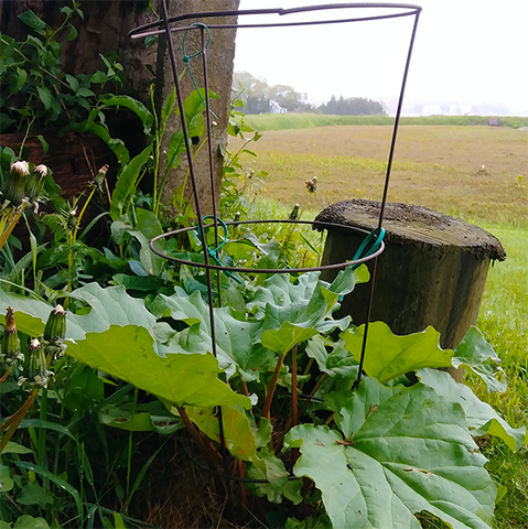 Rhubarb is a familiar perennial vegetable. Other perennial vegetables are less commonly known.