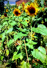 Sunflowers at school food forest garden