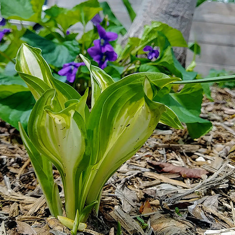 Many people don't think of hosta plants as edible, but they are actually a choice perennial food.