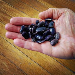 Scarlet runner beans dried