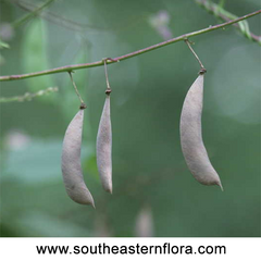 Wild Kidney Bean, Phaseolus polystachios, credit: www.southeasternflora.com