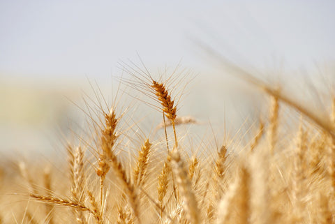 gluten in baby cereals