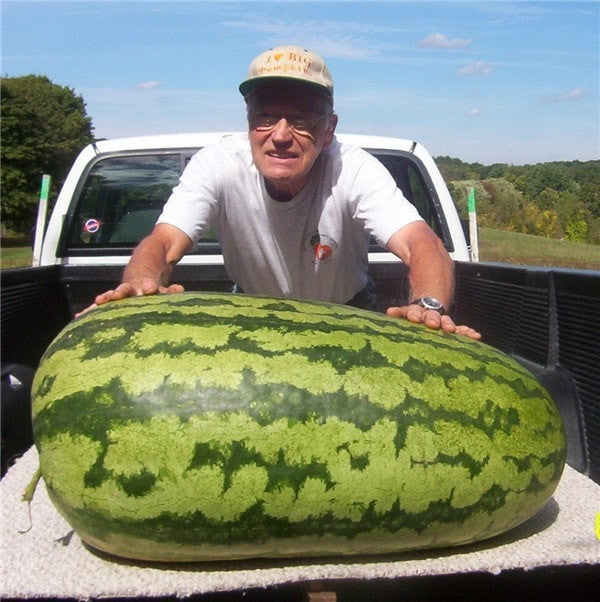 30 Giant Watermelon Seeds Shablyng 