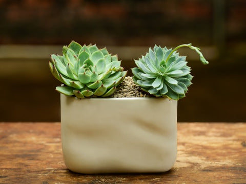 Two Succulents in Vase Reception Delivery NYC