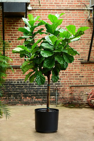 ficus lyrata fiddle leaf fig rental nyc plant delivery