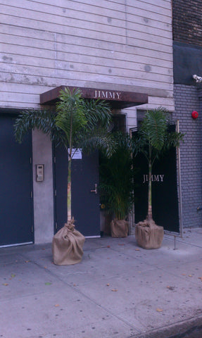 Foxtail Palm Tree Rental Delivery NYC Manhattan