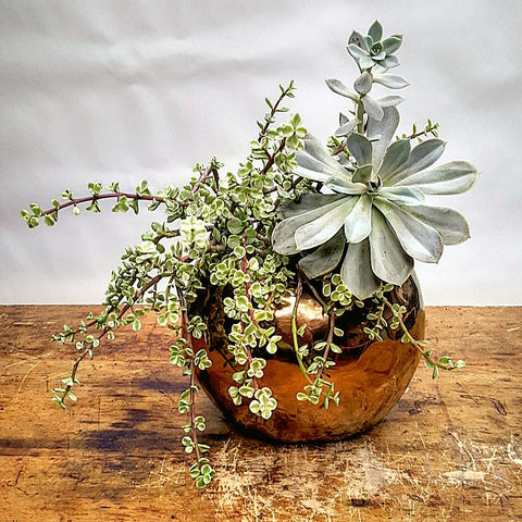 Succulent Decor NYC