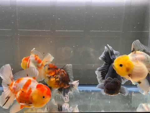 small rose tail thai oranda